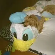 ルナ