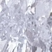 Tの画像