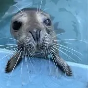 momoの画像