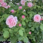 sorare