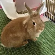 アサジの画像