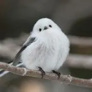 nikoの画像