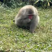 らんま