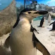 ティアラの画像
