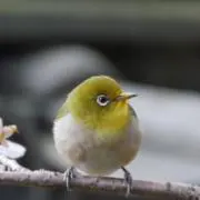 ノリもこの画像