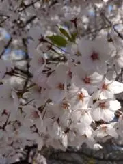 mcafeの画像