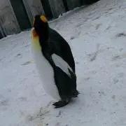 ぽんた!の画像