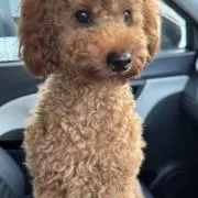 kiko
