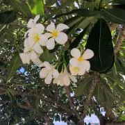 Beruの画像