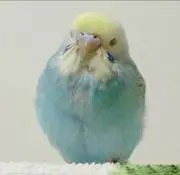 はっしーの画像