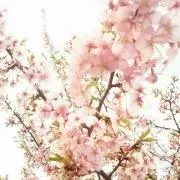 にゃんちゅうの画像