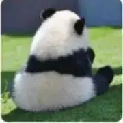 ✿pandapanda✿の画像