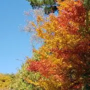 maronnの画像