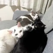 ウーchanの画像