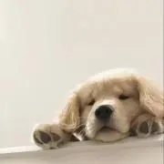 ゆあの画像