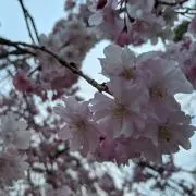 _Sally_の画像