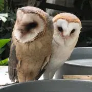 れいの画像