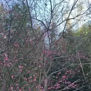 もち