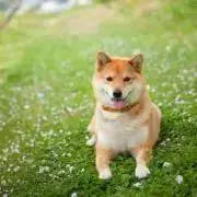 ピース