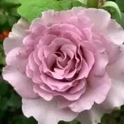 ローズガーデンの画像