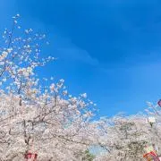 MOVE 古着の画像