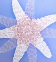 Pettyoの画像