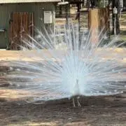 月の雫の画像