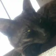 あげはるの画像