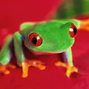 FROG STARの画像