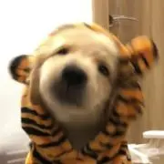 yaffy