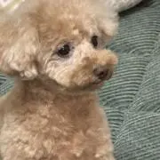 アントワネットの画像