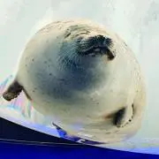 アザラシ