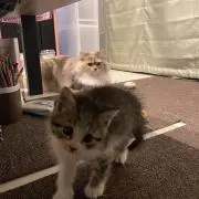 KENTAの画像