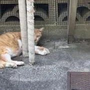 すずきの画像