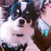 mamo⌄̈⃝の画像