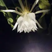 ルート