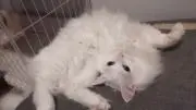 とり