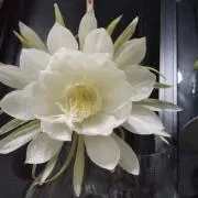 月下美人の画像