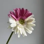 twigの画像