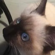 ことね