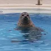 サヤムの画像