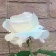 GP5★の画像