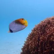 ポピー★