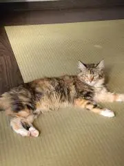 ひろ