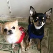 ももまま