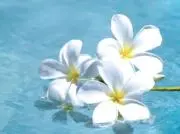 ♡花♡の画像
