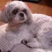 せん