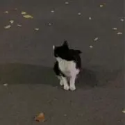 ★の画像