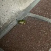 カエル
