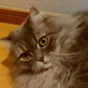 Yu-zの画像